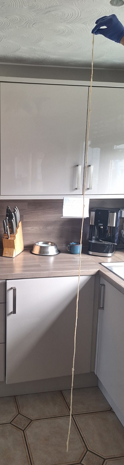 A real sheep small intestine laid out for examination